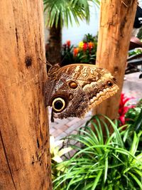 Close-up of butterfly on tree trunk