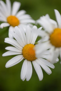 Close-up of white daisy flower