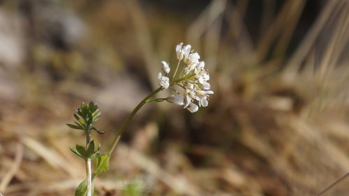 Close-up of white flowering plant on field