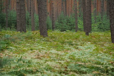 Pine trees in forest