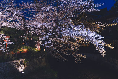 View of cherry blossom at night