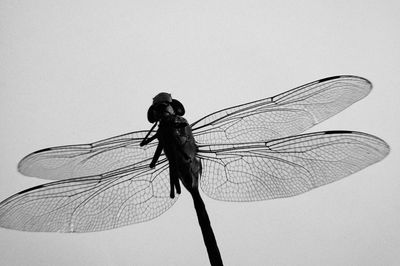 Close-up of dragonfly