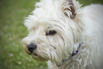 Close-up of west highland white terrier