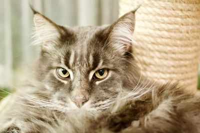 Close-up portrait of cat