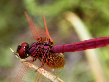 Trithemis aurora is the name of a dragonfly. beautiful red dragonfly. standing on a dry branch.