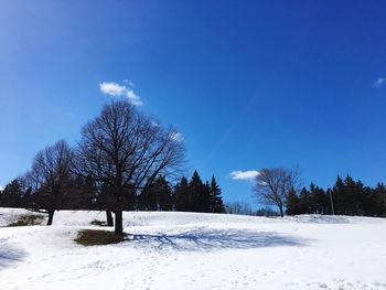 Trees on snow covered field against blue sky