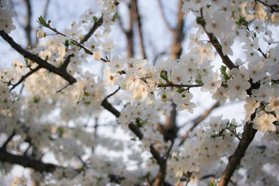 Low angle view of apple blossoms in spring