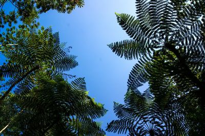 Low angle view of leaves against clear blue sky