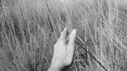 Close-up of hand on field