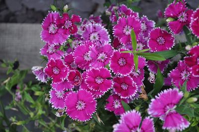 Close-up of purple flowering plants