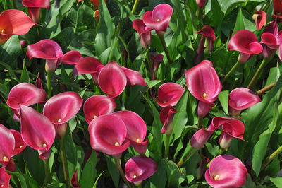 Close-up of pink flowering plants