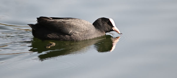 Duck swimming in a lake