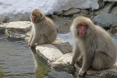 Japanese macaque in a wildlife reserve near nagano, japan