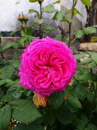 Close-up of wet pink rose blooming outdoors