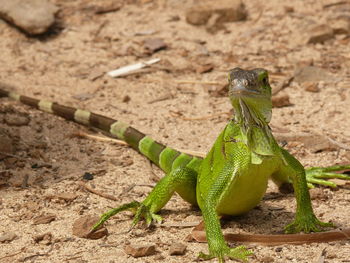 Close-up of lizard on rock