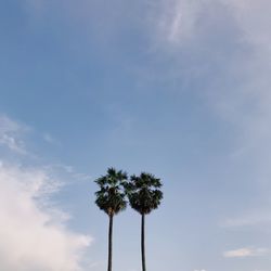 Low angle view of coconut palm tree against sky