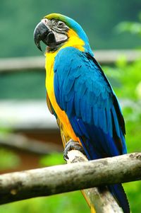 Close-up of blue parrot perching on tree