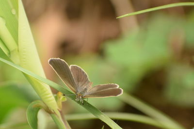 Close-up of green leaves on plant