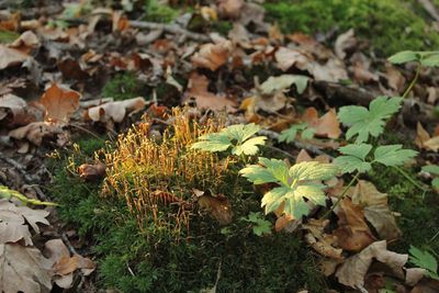 Close-up of plants growing on field