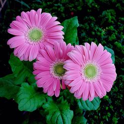 Close-up of pink flowers blooming outdoors