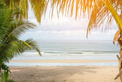 Palm trees on beach against sky