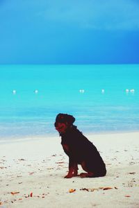 Dog sitting at beach against blue sky