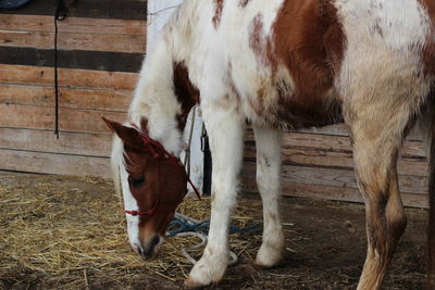 Horse in pen