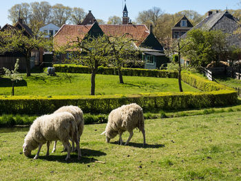 Enkhuizen in the netherlands