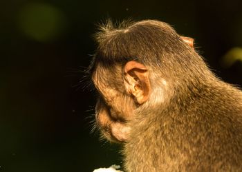 Close-up of a monkey