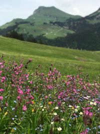 Pink flowering plants on field