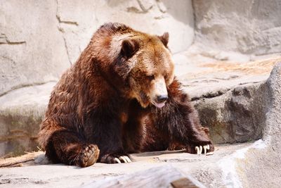 Close-up of bear by rock