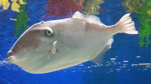 Close-up of fish swimming in aquarium