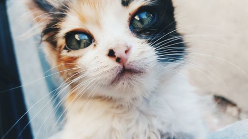 Close-up portrait of cat