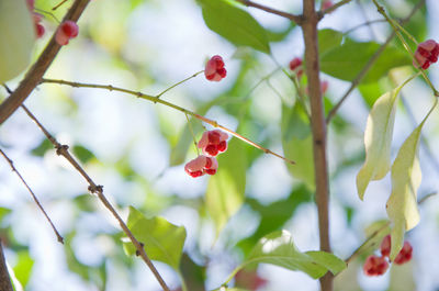 Close-up of red berries on branch