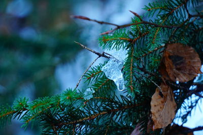 Close-up of tree branch