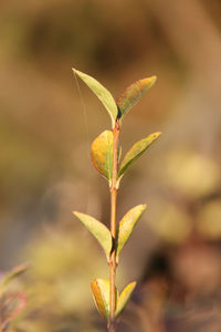 Close-up of grasshopper on plant