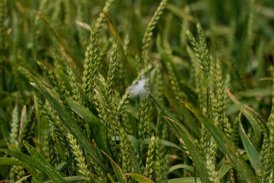 Close-up of crops growing on field