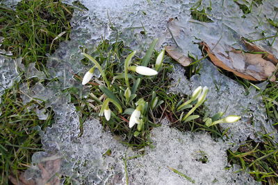 Close-up high angle view of plants
