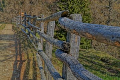 Close-up of tree stump
