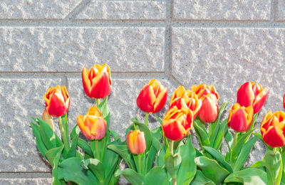 Close-up of red tulips