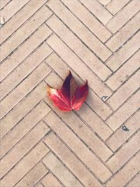 High angle view of maple leaf on footpath
