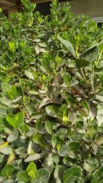 Full frame shot of fruit tree