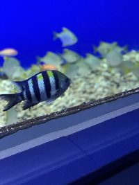 Close-up of fish swimming in sea