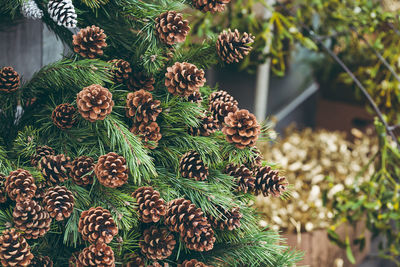Simple christmas decoration in a street shop. pine branches with natural and painted pine cones