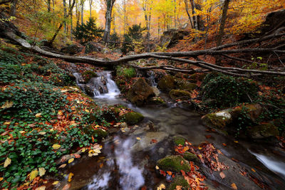 Waterfall in forest