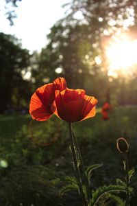Close-up of red flowering plant on field against sky