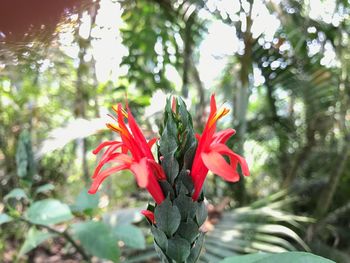 Close-up of red flower against blurred background