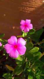 Close-up of pink flower