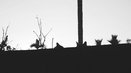 Low angle view of silhouette trees against clear sky