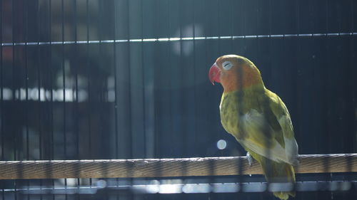 Close-up of parrot in cage